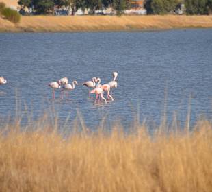 Flamingos in der Saline