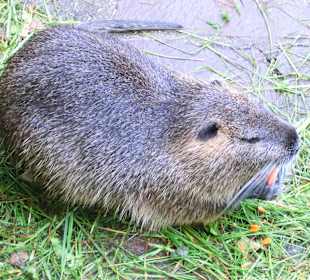 Beobachtet im Wildpark