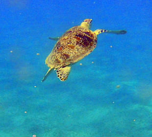 Schildkröte