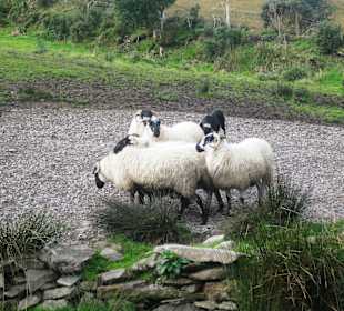 Kells Sheep Centre