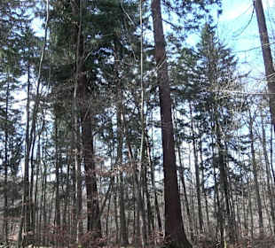 Wellingtonien - Platz mit Mammutbäumen
