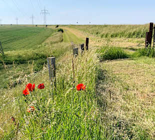 Wandern Süderhafen 