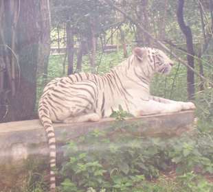 Tiger im Bannerghata National Park