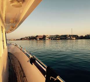 Delfinausflug mit Mo