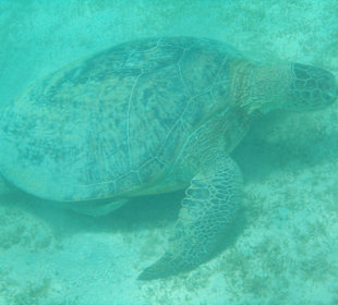 Schnorcheln am Hausriff