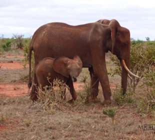 Die ersten Elefanten