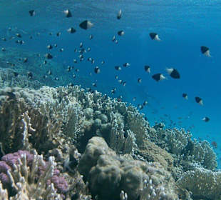 Šnorchlování Abu Dabab