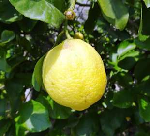 Rundgang durch das Zitronengewächshaus