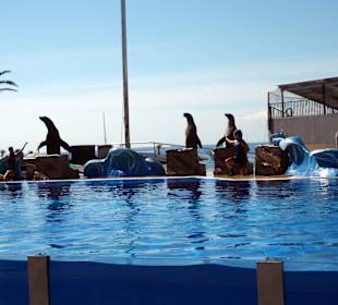 Marineland - Seelöwen - September 2013