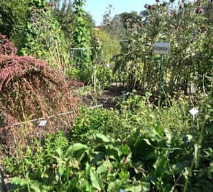 Botanischer Garten München