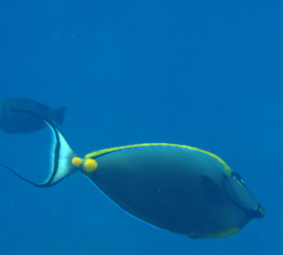 Gelbklingendoktorfisch