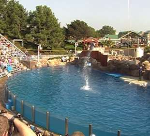 Sea World San Diego, Delphinshow