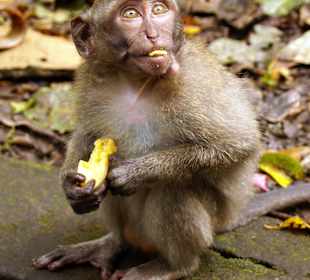 Affenwald Ubud (Zentral-Bali)