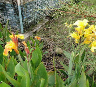 Wildlife Expeditions