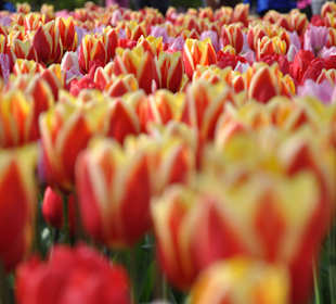 Парк Кекенхоф в Голандии