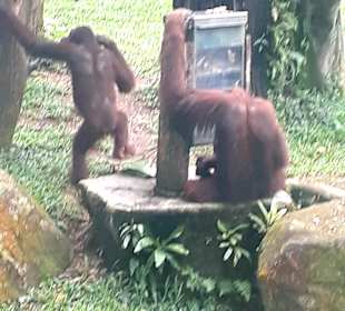 Singapur Zoo
