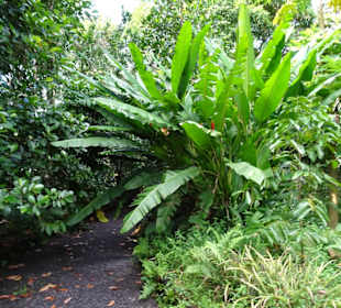 Rundgang durch den Duft- und Gewürzgarten