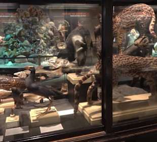 Museum der Naturkunde