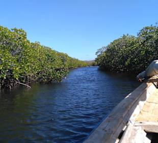 In den Mangroven