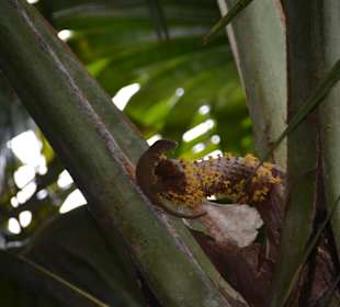 Brown gecko hanging on a male coco de Mer Palm