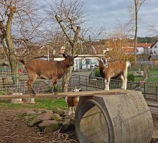 Streichelzoo Rülzheim