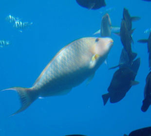 Fische