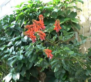 Gewächshäuser Botanischer Garten