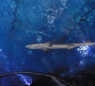 Röhren Aquarium Antalya 