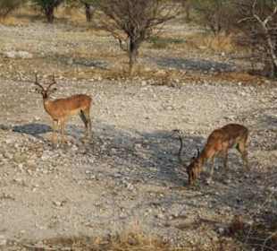 Blackfaced Impala
