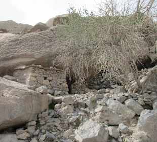 Safari nach Jebel Harim 