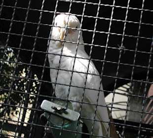 Vögel auf dem Schloss