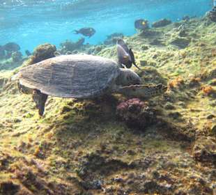 Schildkröte Coraya-Bucht