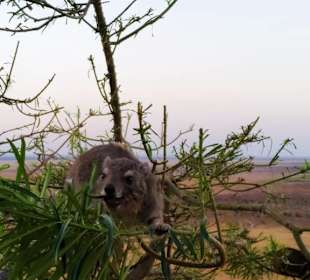 Ein gefährliches Hyrax ;)