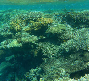 Große Korallen