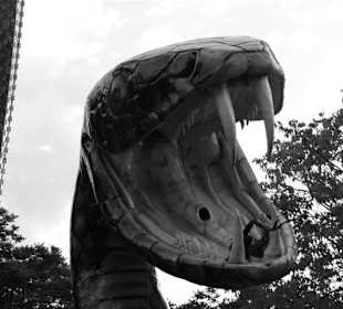 Die schwarze Mamba