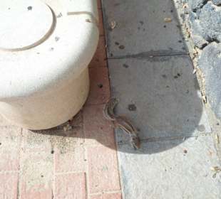 Gattung Promenadenhörnchen