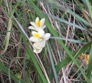 Naturblumen auf dem Weg zu Arco Naturale