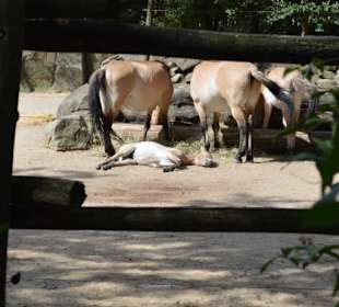 Allwetterzoo Münster