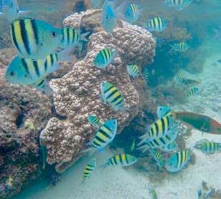 Schnorcheln Galu Beach