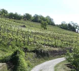 Weinlehrpfad