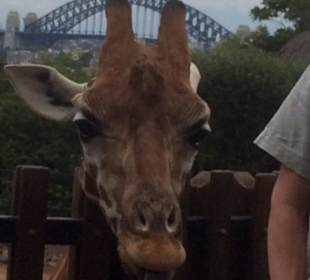 Harbour Bridge vom Taronga Zoo