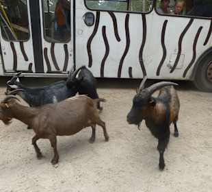 Hier können die Kinder aussteigen