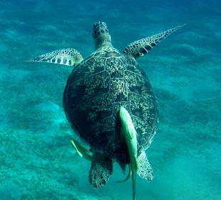 Schnorcheln Abu Dabbab