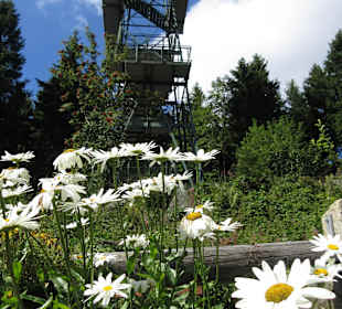 Blüten vor Turm