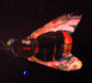 Kaiserburg Laser-Motive