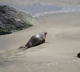 Auf dem Weg zurück ins Meer