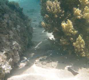 Blaupunkt-Stachelrochen...nicht zu nah kommen