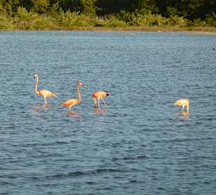 Flamingos auf Cayo Coco