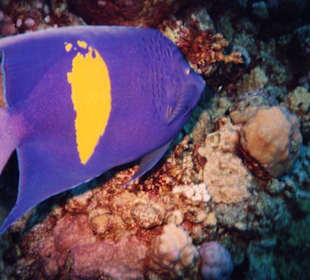 Arabischer Kaiserfisch