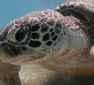 Schnorcheln Marsa Alam